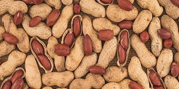 تصویر 3 از خرید و قیمت بادام زمینی آستارا + فروش صادراتی
